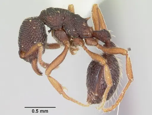 Indomyrma dasypyx specimen CASENT0104914 image casent0104914_3