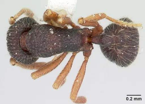 Indomyrma dasypyx specimen CASENT0104915 image casent0104915_1