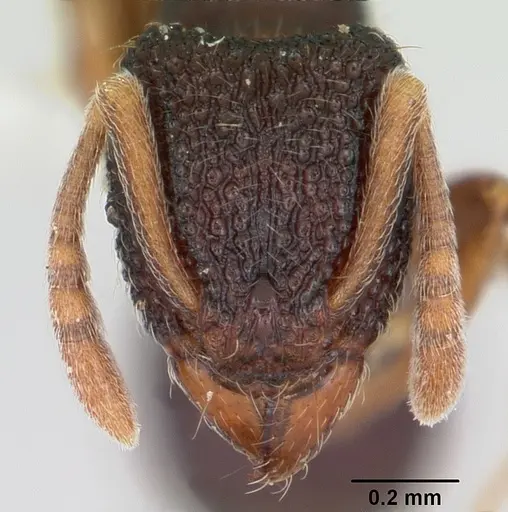Indomyrma dasypyx specimen CASENT0104915 image casent0104915_2