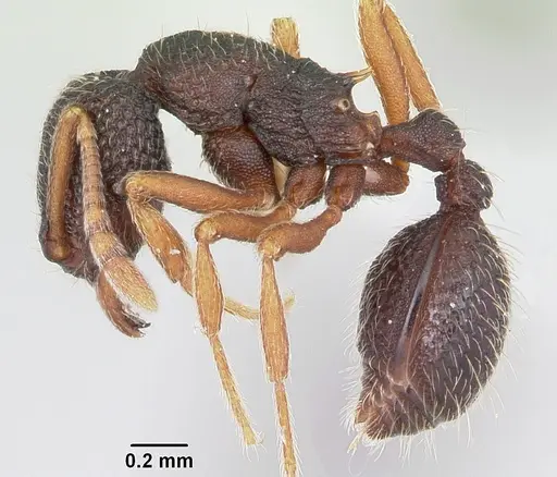 Indomyrma dasypyx specimen CASENT0104915 image casent0104915_3