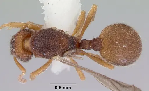 Indomyrma dasypyx specimen CASENT0172281 image casent0172281_1