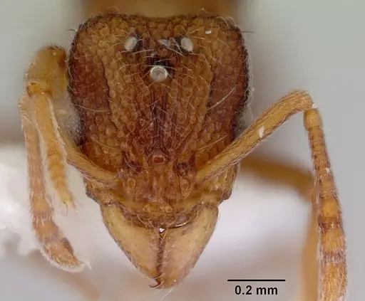 Indomyrma dasypyx specimen CASENT0172281 image casent0172281_2