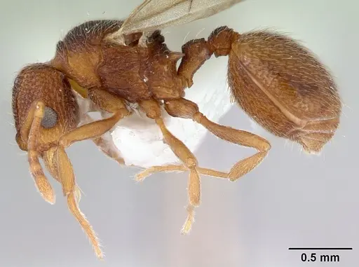 Indomyrma dasypyx specimen CASENT0172281 image casent0172281_3