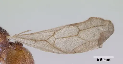 Indomyrma dasypyx specimen CASENT0172281 image casent0172281_4