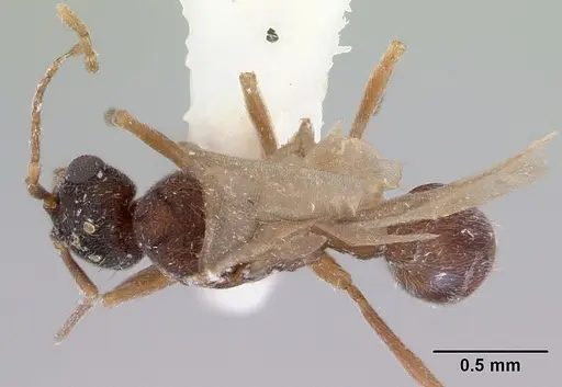 Indomyrma dasypyx specimen CASENT0172282 image casent0172282_1