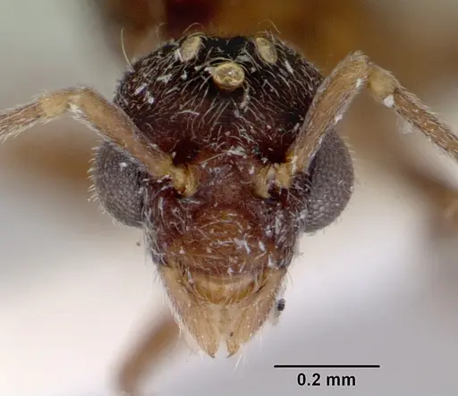 Indomyrma dasypyx specimen CASENT0172282 image casent0172282_2