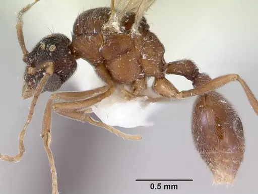 Indomyrma dasypyx specimen CASENT0172282 image casent0172282_3