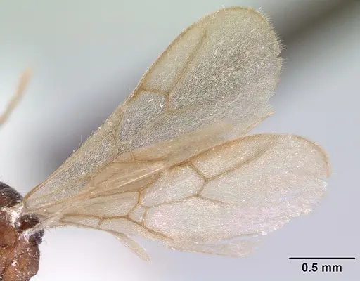 Indomyrma dasypyx specimen CASENT0172282 image casent0172282_4