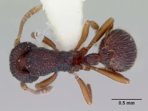 Indomyrma dasypyx specimen CASENT0172283 image casent0172283_1