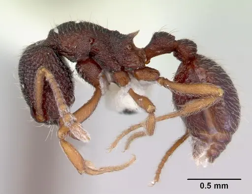 Indomyrma dasypyx specimen CASENT0172283 image casent0172283_3