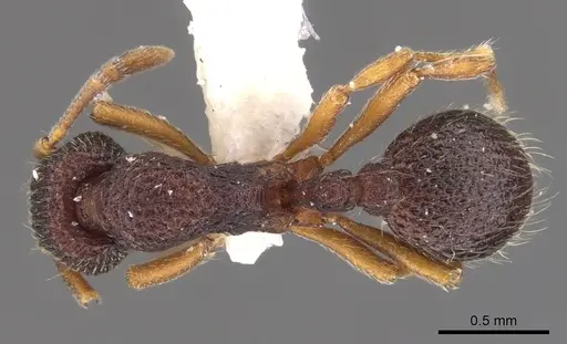 Indomyrma dasypyx specimen CASENT0900976 image casent0900976_1