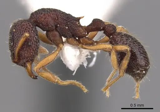 Indomyrma dasypyx specimen CASENT0900976 image casent0900976_3