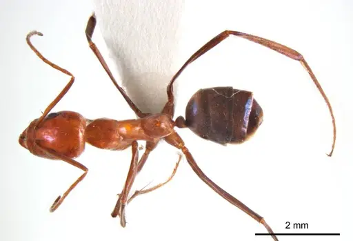 Iridomyrmex agilis specimen ANTWEB1008636 image antweb1008636_1