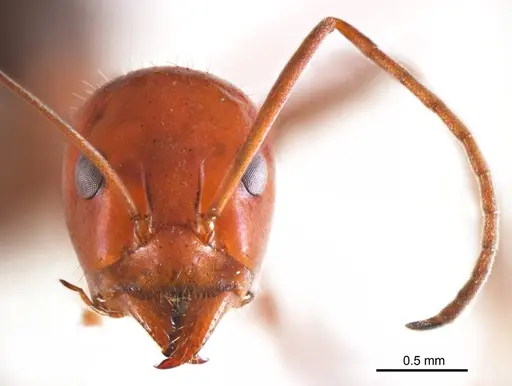 Iridomyrmex agilis specimen ANTWEB1008636 image antweb1008636_2