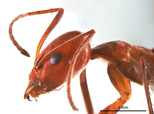Iridomyrmex agilis specimen ANTWEB1008636 image antweb1008636_3