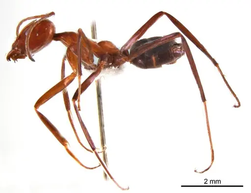 Iridomyrmex agilis specimen ANTWEB1008636 image antweb1008636_4