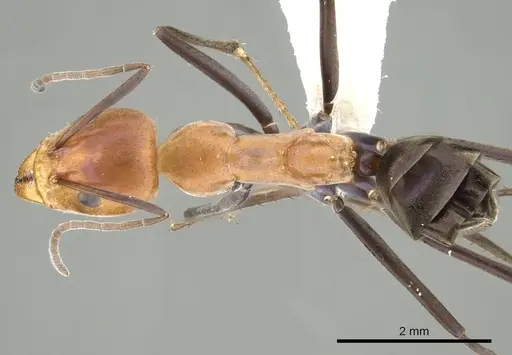 Iridomyrmex agilis specimen CASENT0249702 image casent0249702_1