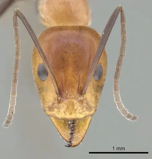 Iridomyrmex agilis specimen CASENT0249702 image casent0249702_2