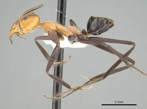 Iridomyrmex agilis specimen CASENT0249702 image casent0249702_3