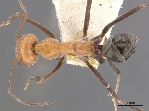 Iridomyrmex agilis specimen CASENT0909499 image casent0909499_1