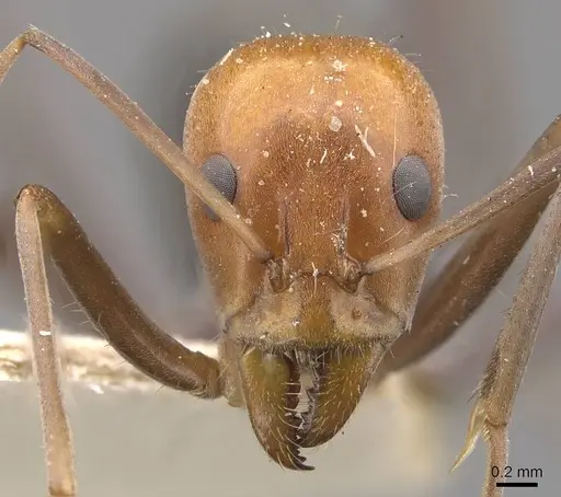 Iridomyrmex agilis specimen CASENT0909499 image casent0909499_2