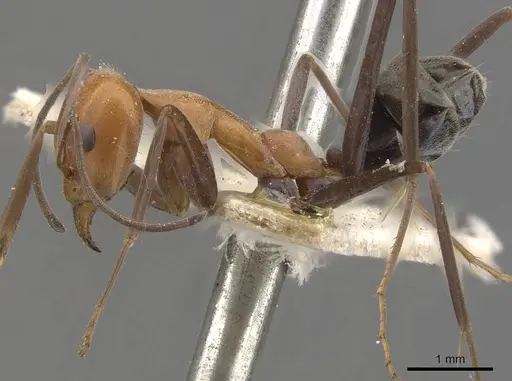 Iridomyrmex agilis specimen CASENT0909499 image casent0909499_3