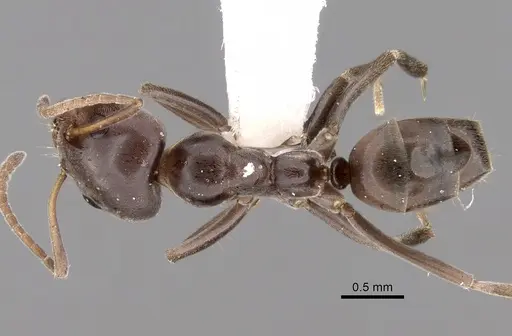 Iridomyrmex alpinus specimen CASENT0249716 image casent0249716_1