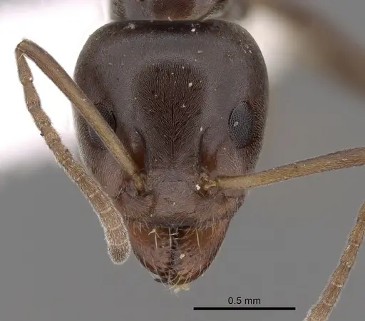 Iridomyrmex alpinus specimen CASENT0249716 image casent0249716_2