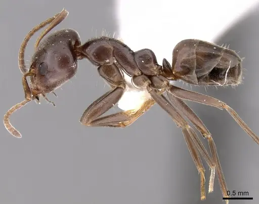 Iridomyrmex alpinus specimen CASENT0249716 image casent0249716_3