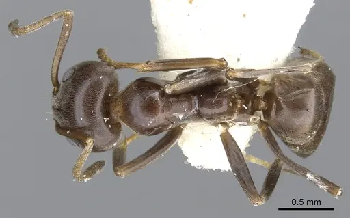 Iridomyrmex alpinus specimen CASENT0903092 image casent0903092_1