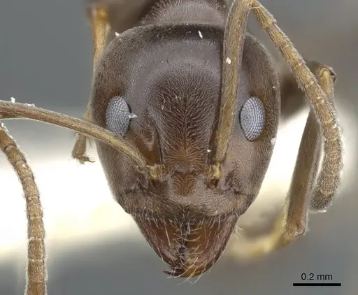 Iridomyrmex alpinus specimen CASENT0903092 image casent0903092_2