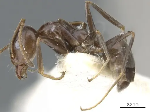 Iridomyrmex alpinus specimen CASENT0903092 image casent0903092_3
