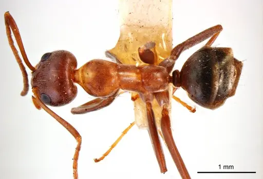 Iridomyrmex anceps specimen ANTWEB1008635 image antweb1008635_1