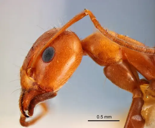 Iridomyrmex anceps specimen ANTWEB1008635 image antweb1008635_3