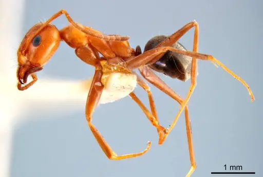 Iridomyrmex anceps specimen ANTWEB1008635 image antweb1008635_4