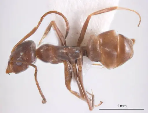 Iridomyrmex anceps specimen ANTWEB1008637 image antweb1008637_1