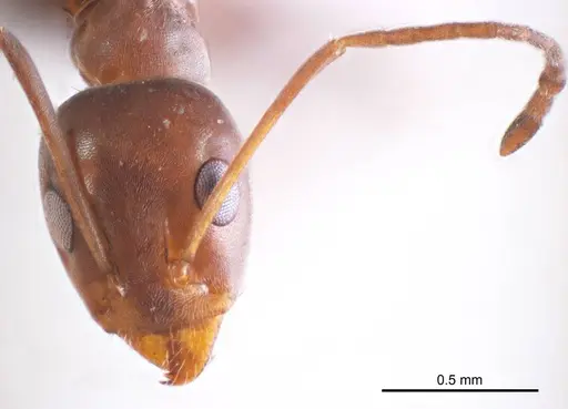 Iridomyrmex anceps specimen ANTWEB1008637 image antweb1008637_2