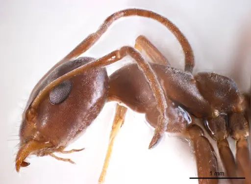 Iridomyrmex anceps specimen ANTWEB1008637 image antweb1008637_3