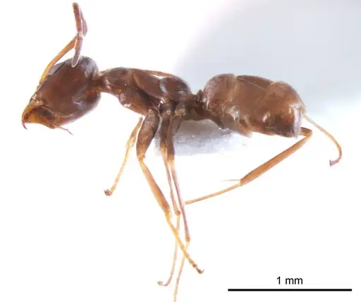 Iridomyrmex anceps specimen ANTWEB1008637 image antweb1008637_4