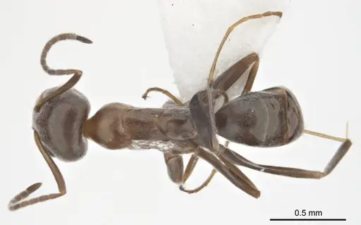 Iridomyrmex anceps specimen ANTWEB1008638 image antweb1008638_1