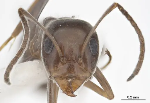 Iridomyrmex anceps specimen ANTWEB1008638 image antweb1008638_2