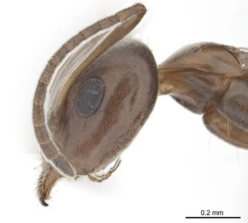 Iridomyrmex anceps specimen ANTWEB1008638 image antweb1008638_3