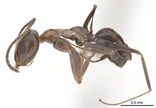 Iridomyrmex anceps specimen ANTWEB1008638 image antweb1008638_4