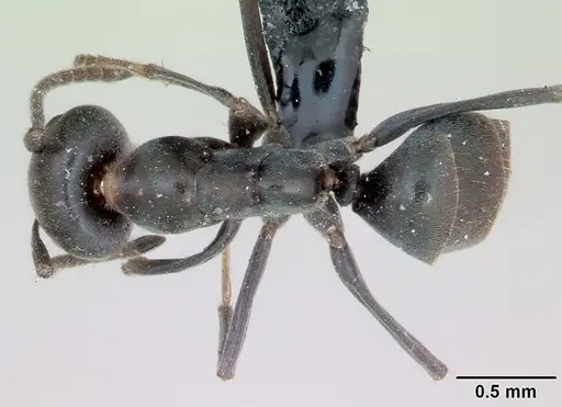 Iridomyrmex anceps specimen CASENT0012697 image casent0012697_1