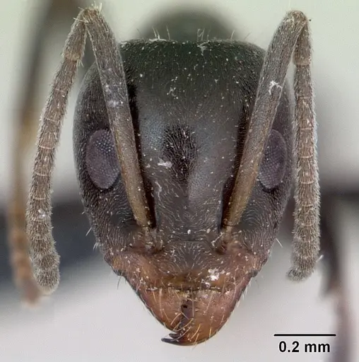 Iridomyrmex anceps specimen CASENT0012697 image casent0012697_2