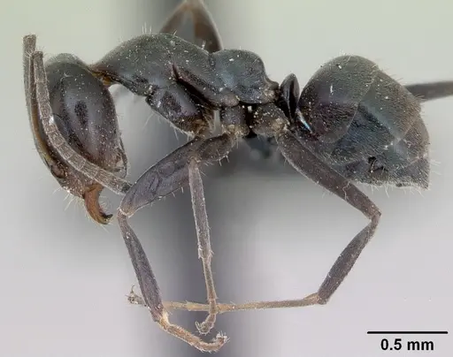 Iridomyrmex anceps specimen CASENT0012697 image casent0012697_3