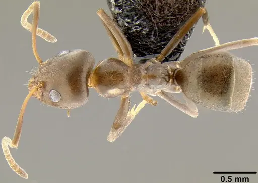 Iridomyrmex anceps specimen CASENT0171061 image casent0171061_1