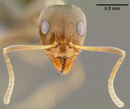 Iridomyrmex anceps specimen CASENT0171061 image casent0171061_2