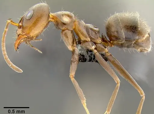 Iridomyrmex anceps specimen CASENT0171061 image casent0171061_3