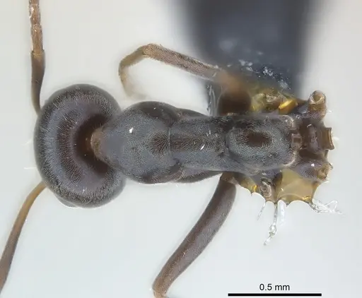 Iridomyrmex anceps specimen CASENT0177568 image casent0177568_1